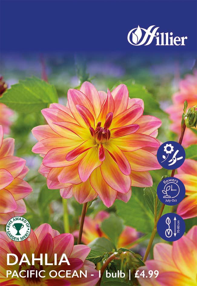 8718641998830 1 HS922 Dahlia Pacific Ocean.jpg